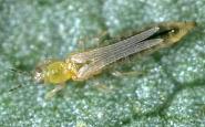 Thrips